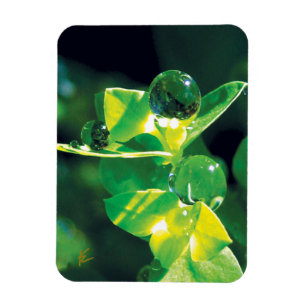 Ímã Gotas de orvalho elegantes em folhas verdes