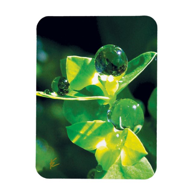 Ímã Gotas de orvalho elegantes em folhas verdes (Vertical)