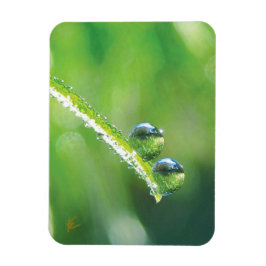 Ímã Gotas de Orvalho na Grama Verde Natureza Pacífica