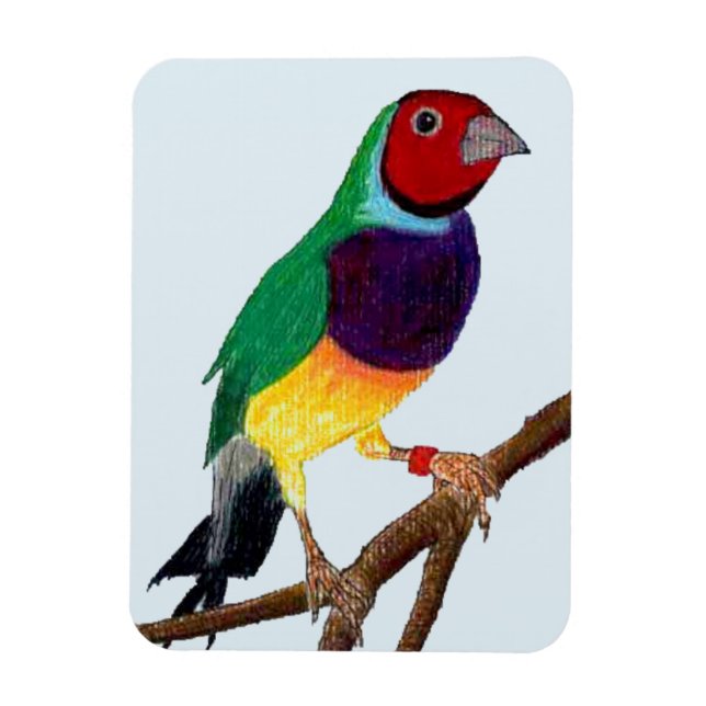 Ímã ~ Gouldian Finch ~ Arte Original ~ (Vertical)