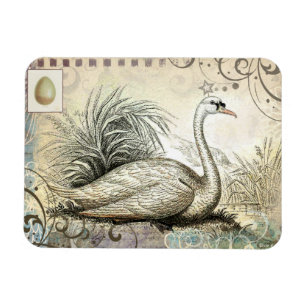 Ímã Gráfico da cisne