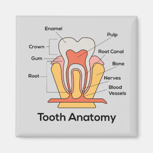 Imã Gráfico de Anatomia dos Dentes