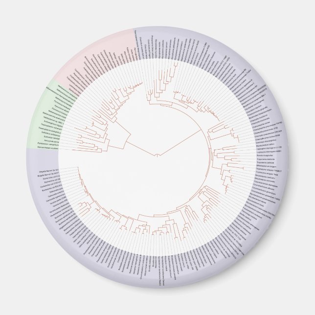 Imã Gráfico de árvore filogenética da vida (Frente)