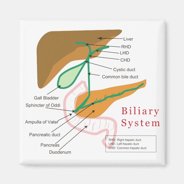 Imã Gráfico de Diagrama do Sistema Biliar Duto Biliar (Frente)