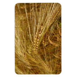 Ímã Grains of wheat in the field. It’s Harvest Time!