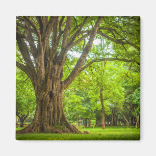 Imã Grande árvore no parque