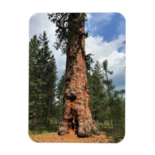 Ímã Grande Árvore Vermelha, La Pine, OU