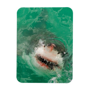 Ímã Grande branco Shark1