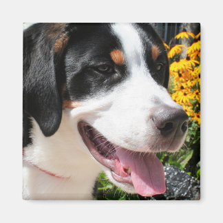 Imã Grande Cachorro Suíço Marley 4