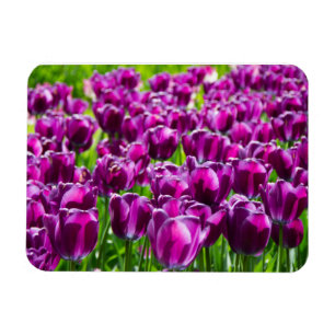 Ímã Grande campo de tulipas roxas