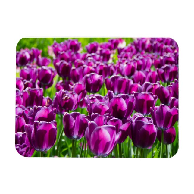 Ímã Grande campo de tulipas roxas (Horizontal)