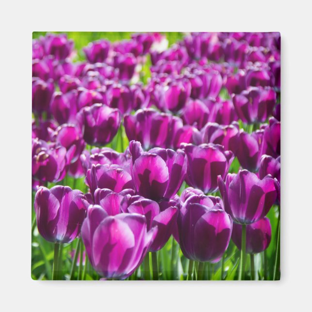 Imã Grande campo de tulipas roxas (Frente)