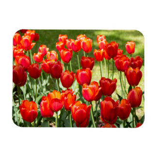 Ímã Grande campo de tulipas vermelhas