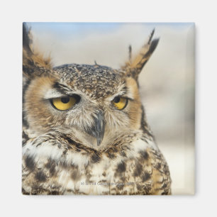 Imã Grande coruja Horned (virginianus do bubão)