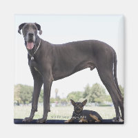 Grande dinamarquês e pequeno cão mestiço