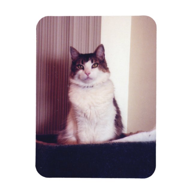 Ímã Grande Gatinho (Vertical)