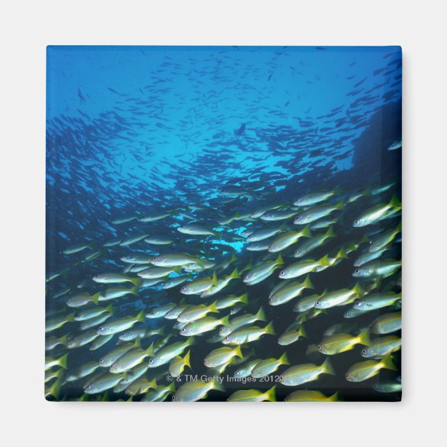 Imã Grande grupo de Bigeye Snapper fish nadando (Frente)