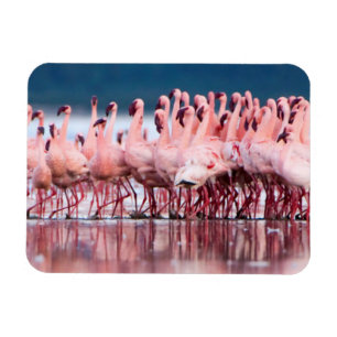 Ímã Grande Grupo de Flamingos Menores