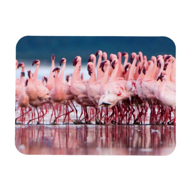 Ímã Grande Grupo De Menores Flamingos (Horizontal)