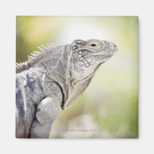 Imã Grande iguana verde que basking no sol no