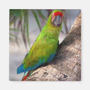 Imã Grande macaw verde em uma árvore