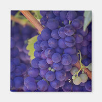 Grande Monte de Uvas Roxas Suculentas