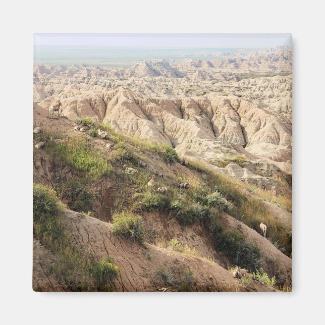 Imã Grande Ovelha de Corno no Parque Nacional de Badla (Frente)