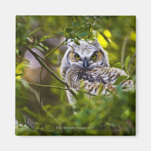 Imã Grande Owlet Horned