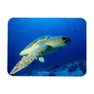 Ímã Grande recife de coral, Austrália 2