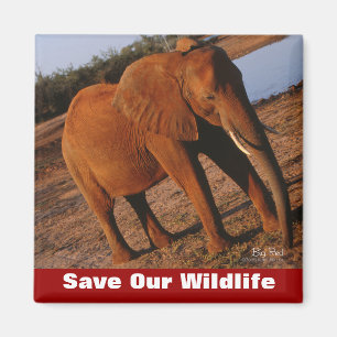 Imã Grande Red Salva Nossa Vida Selvagem