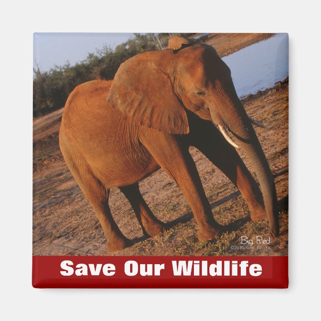 Imã Grande Red Salva Nossa Vida Selvagem (Frente)