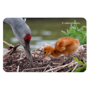 Ímã Grande Sandhill Crane Pai e Filho
