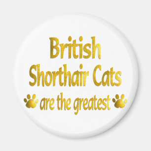 Imã Grande Shorthair britânico