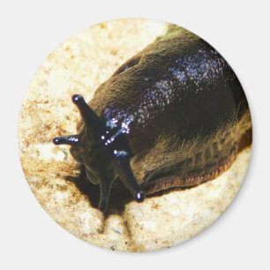 Imã Grande Slug Preto