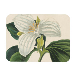 Ímã Grande Trillium florescido