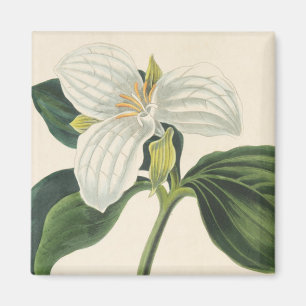 Imã Grande Trillium florescido