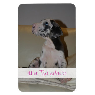 Ímã Grandes dinamarqueses