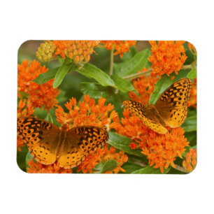 Ímã Grandes Fritilárias Manchadas em Asclepia Tuberosa