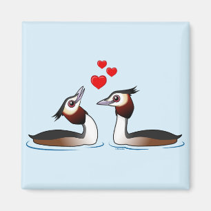 Imã Grandes Grebes com crista no amor