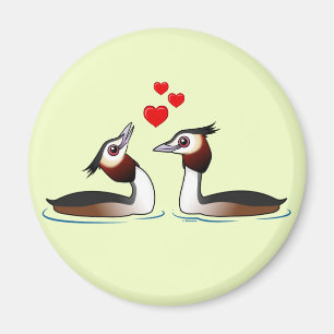 Imã Grandes Grebes com crista no amor