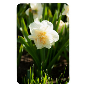 Ímã Grandes narcisos brancos em um dia de primavera
