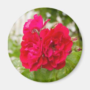 Imã Grandes rosas vermelhas no jardim