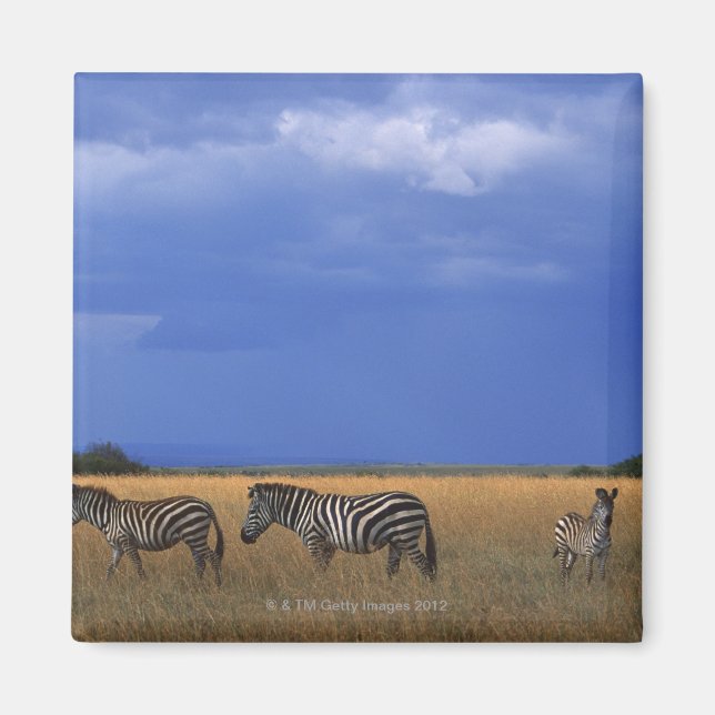 Imã Grant Zebra 2 (Frente)