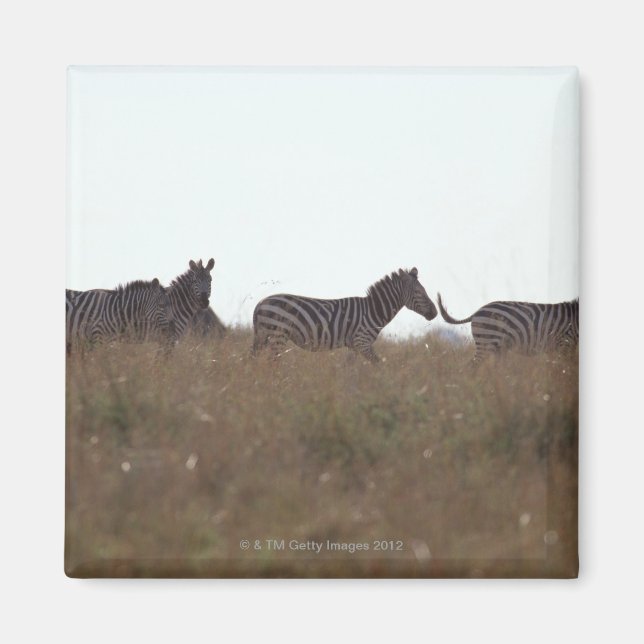 Imã Grant Zebra 7 (Frente)