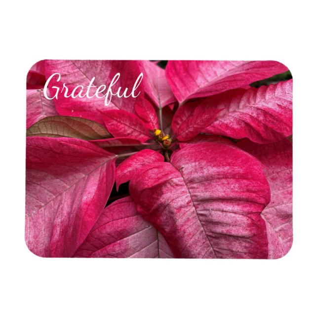 Ímã Grateful Poinsettia (Horizontal)