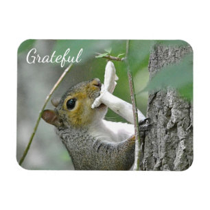 Ímã Grateful Squirrel