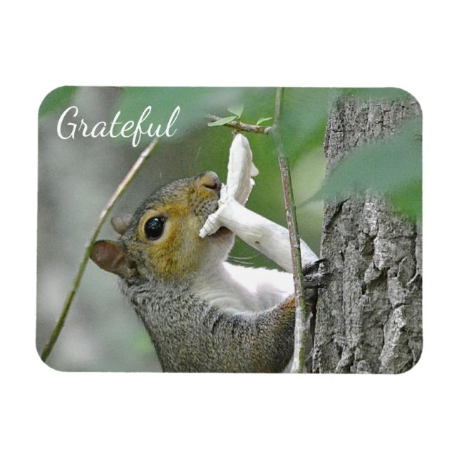 Ímã Grateful Squirrel (Horizontal)