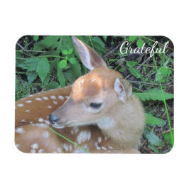 Ímã Gratidão de Fawn