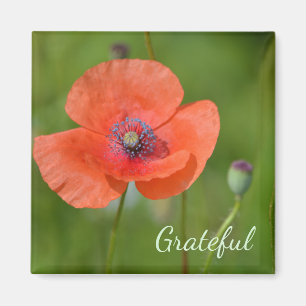 Imã Gratidão de Red Poppy