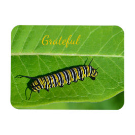 Ímã Gratidão do Nature Lover